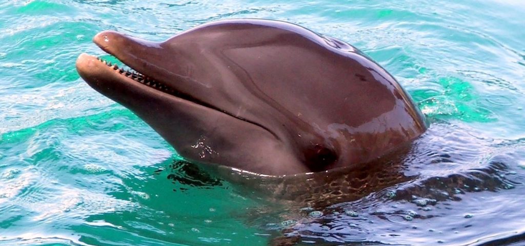 dolphin-1370680