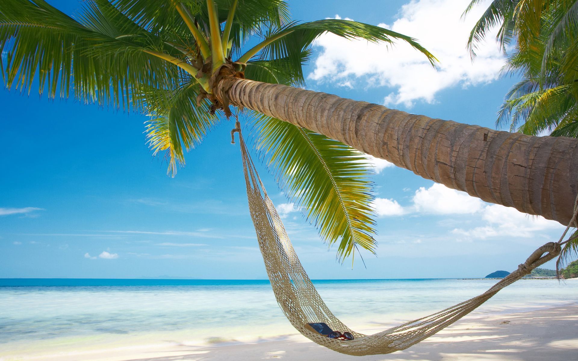 6911610-beach-palm-hammock