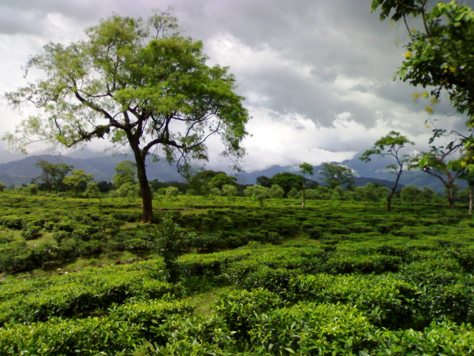 Tea garden in Dooars,Darjeeling